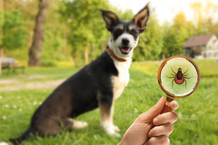 Is Pest Control Safe for Kids and Pets?