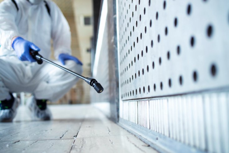 Why Rodent Infestations Require Immediate Action
