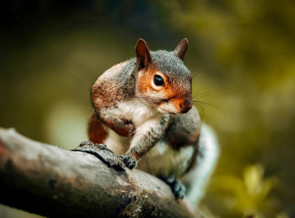 Squirrel Removal in Wildomar, CA
