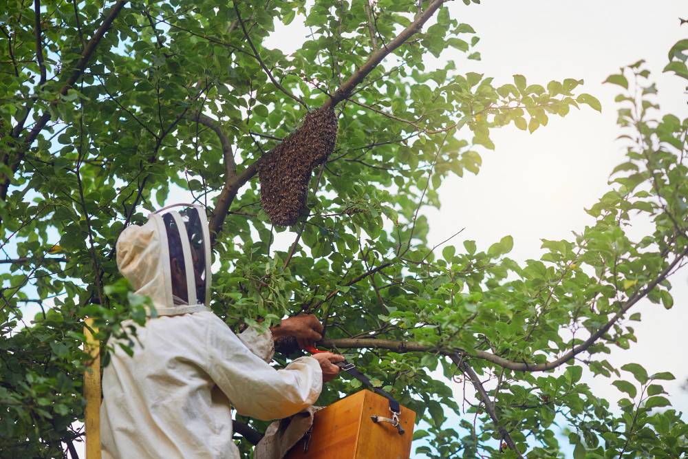 Bee Removal in Rancho Santa Fe, CA