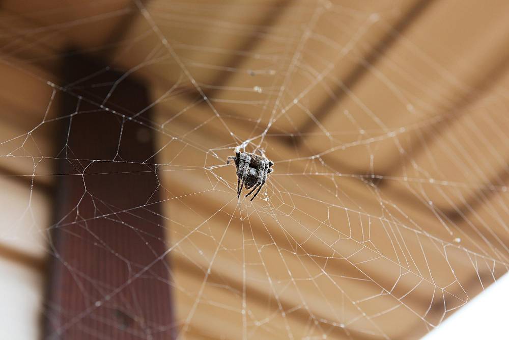 Spider Removal in Murrieta, CA