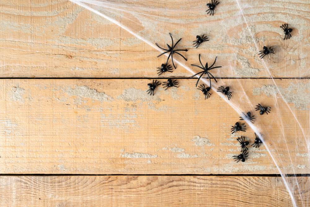 Spider Removal in Temecula, CA