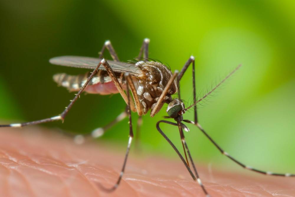 Mosquito Removal in Lake Elsinore, CA