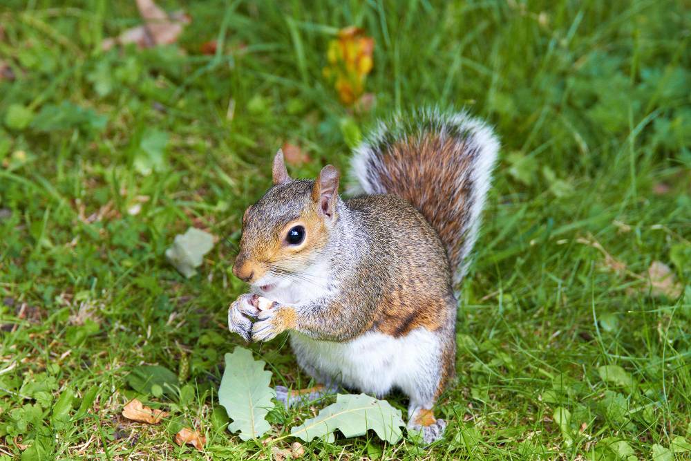 Squirrel Removal in Carlsbad, CA