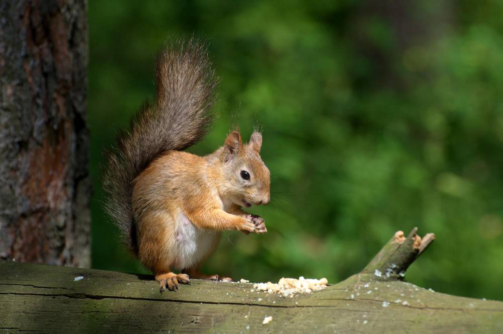 Squirrel Removal in Encinitas, CA