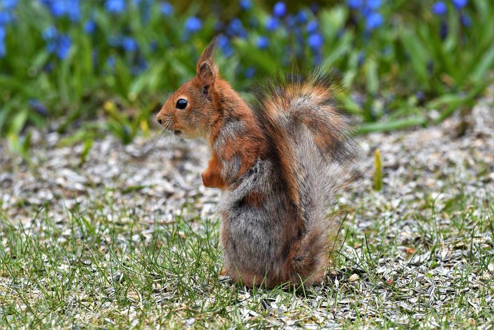 Squirrel Removal in Wildomar, CA