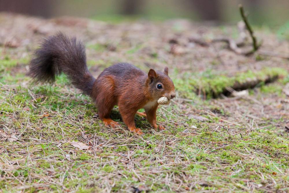 Squirrel Removal in Wildomar, CA