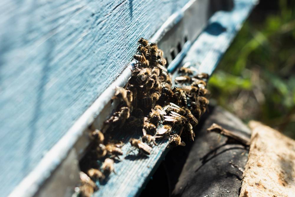 Bee Removal in Rancho Santa Fe, CA