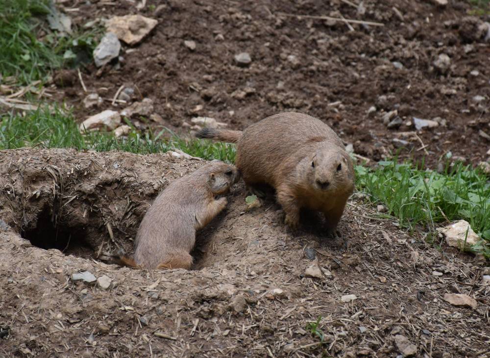 Gopher Control in Temecula, CA