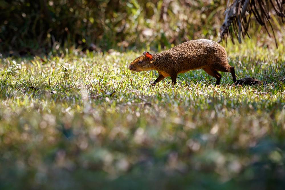 Gopher Control in Temecula, CA