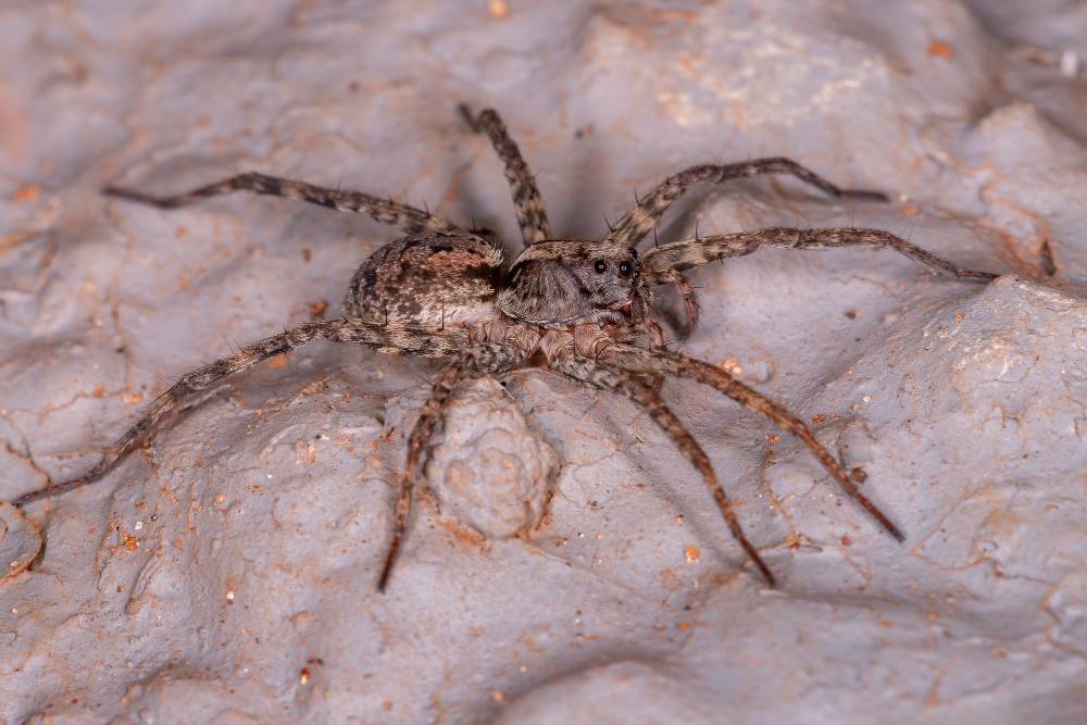 Spider Removal in Carlsbad, CA