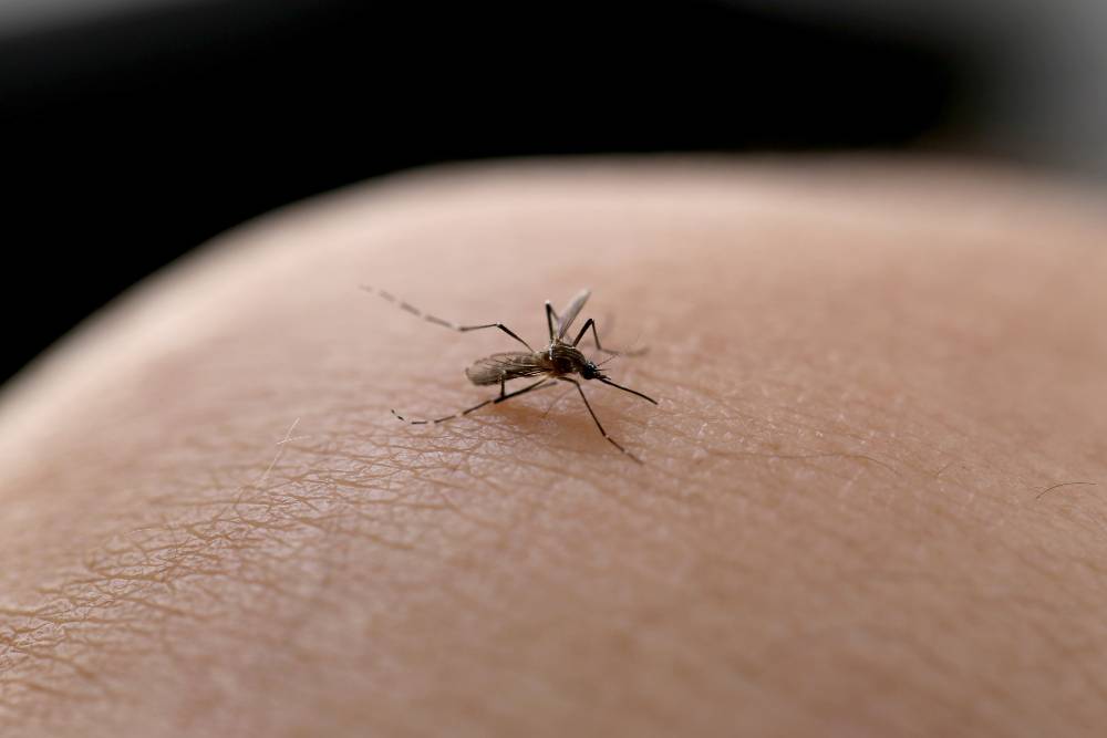 Mosquito Removal in Carlsbad, CA