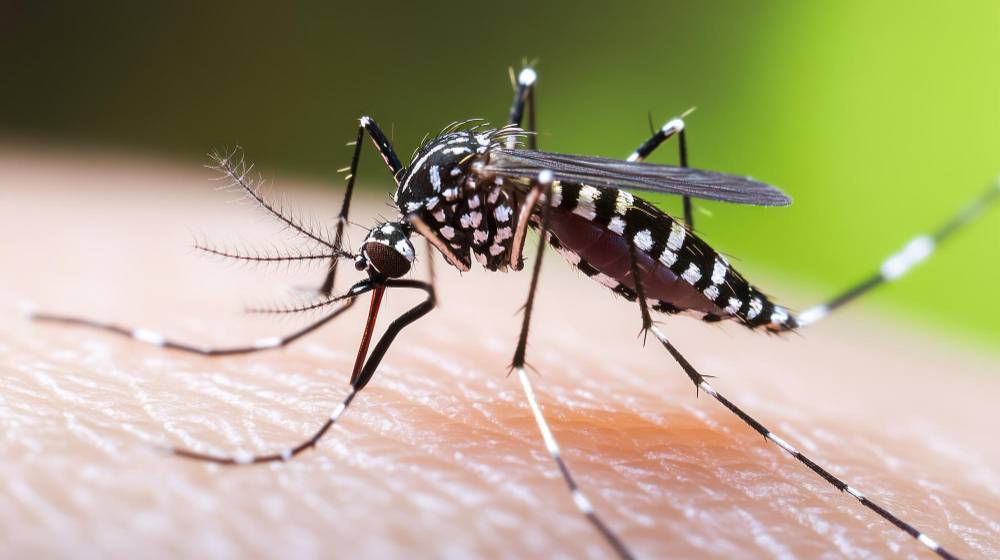 Mosquito Removal in Del Mar, CA