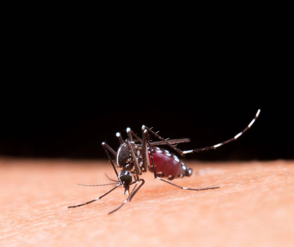 Mosquito Removal in Del Mar, CA