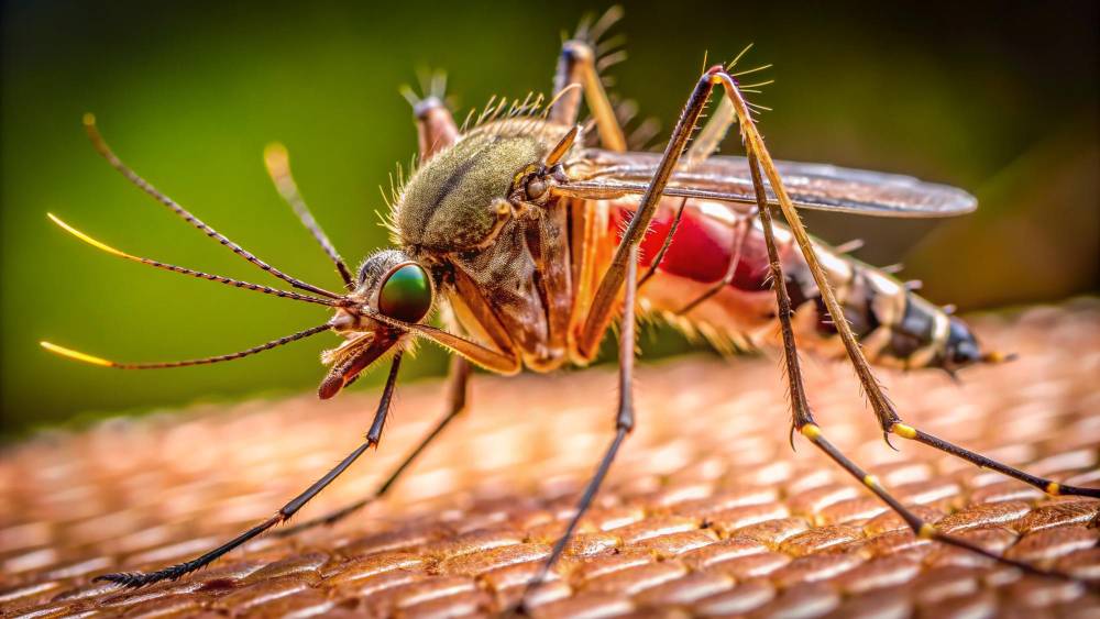Mosquito Removal in Del Mar, CA